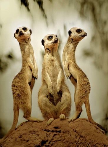 три грации
