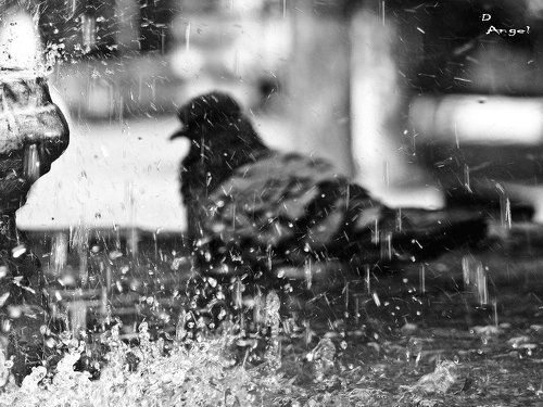 купальщица