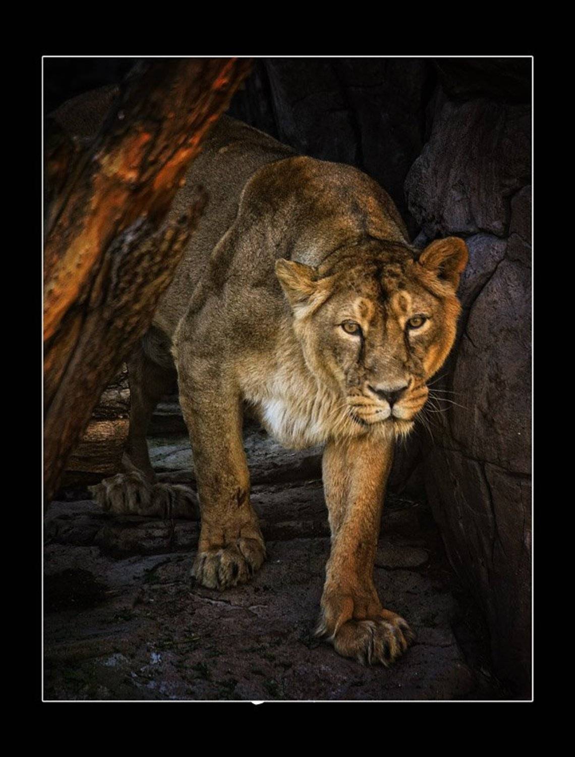 львица, Сергей Милицкий