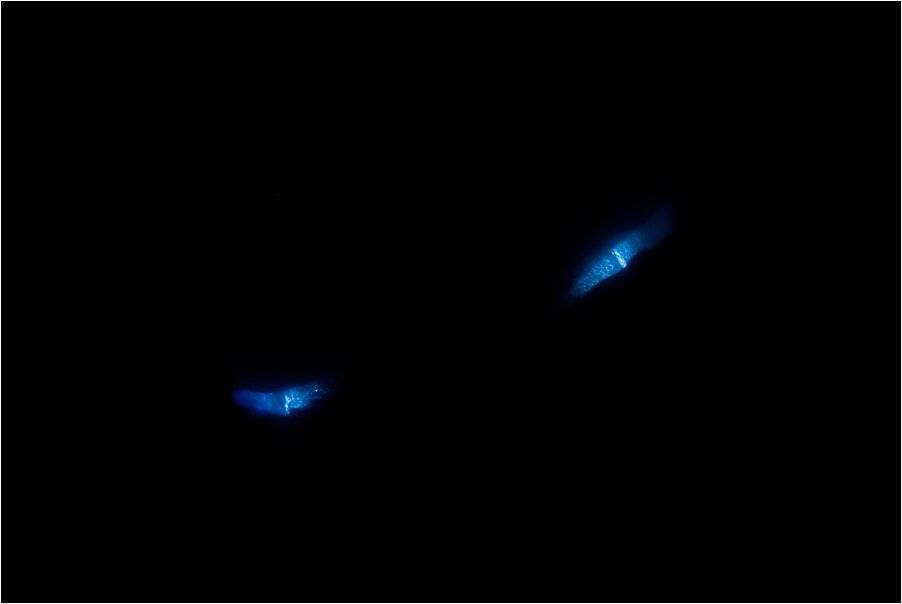 мальта, циркуляр, Сергей Шанин