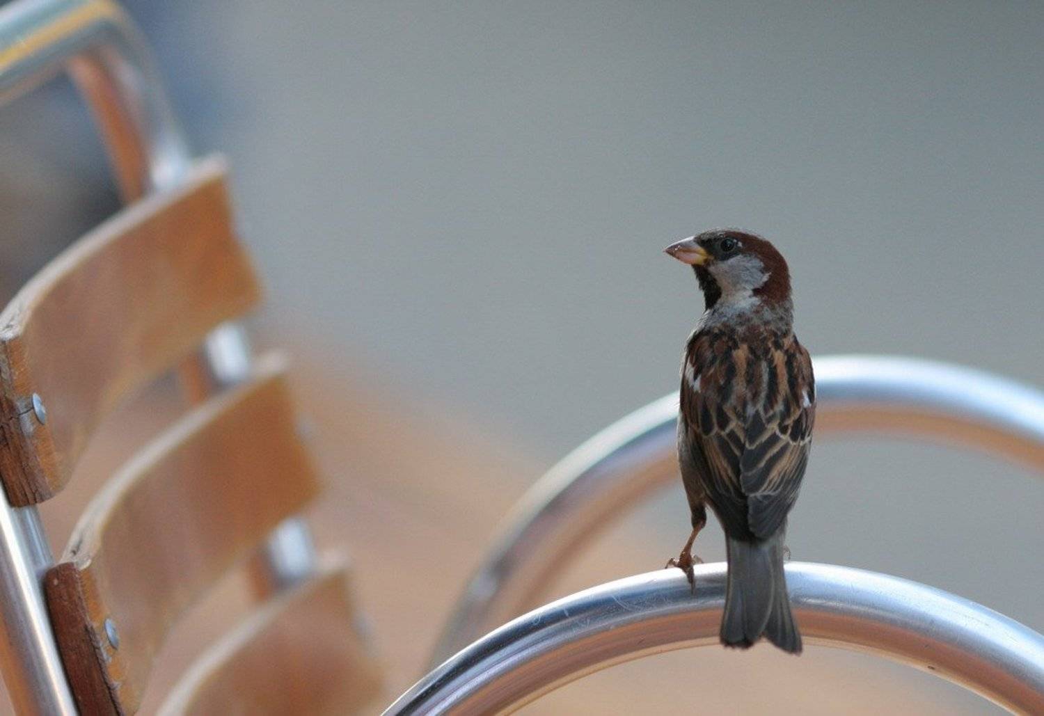 воробей, стул, Андрей(AWERS)