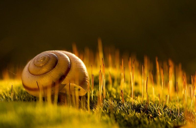 мох, свет, улитка О улитках и мхе фото превью