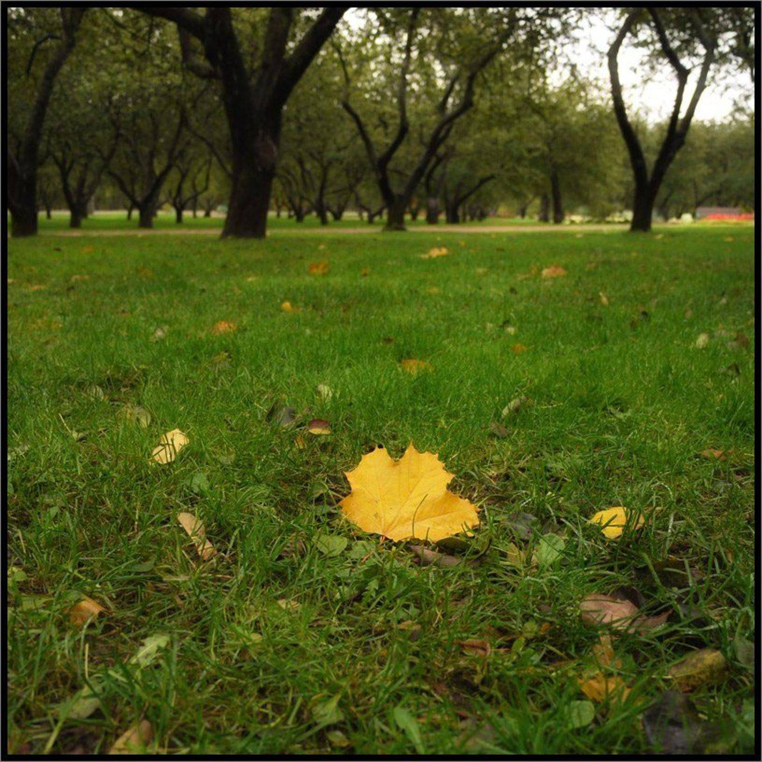 , Лунный Ежик