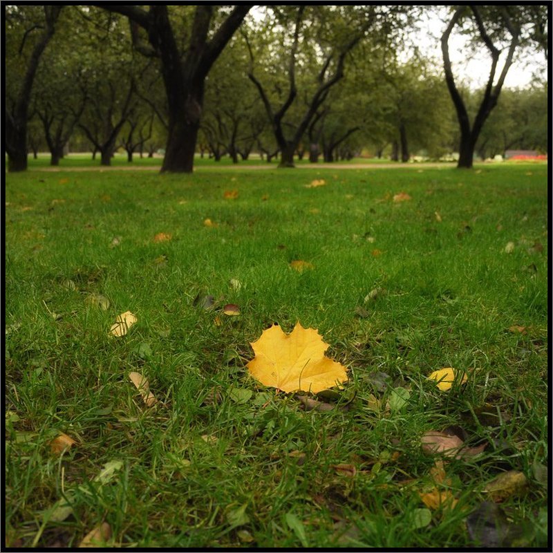 В яблоневом саду фото превью