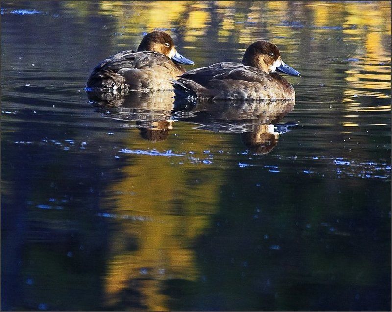 Осень в пруду. фото превью
