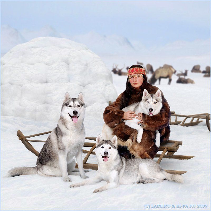 СевероХаски фото превью