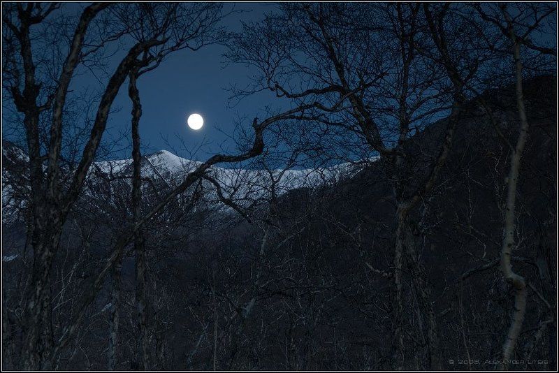 луна,ночь,полнолуние,лес,камчатка В полнолуние по волчьей тропе фото превью