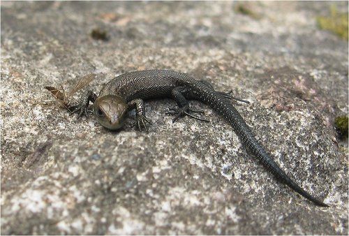 Вот и песенке конец...