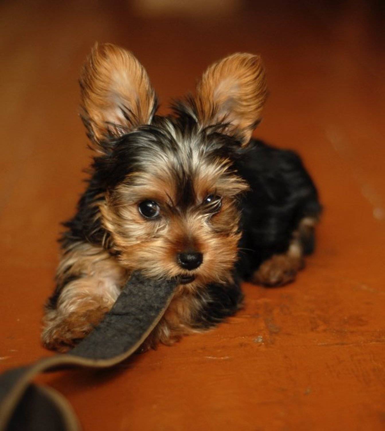 животные, собака, щенок, Виталий Кожевников