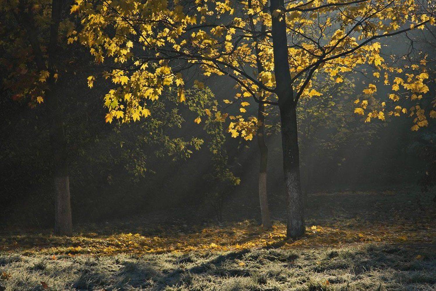 утро, город, туман, Gerelen