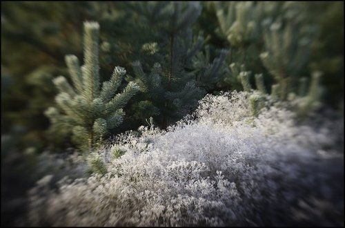Первые заморозки
