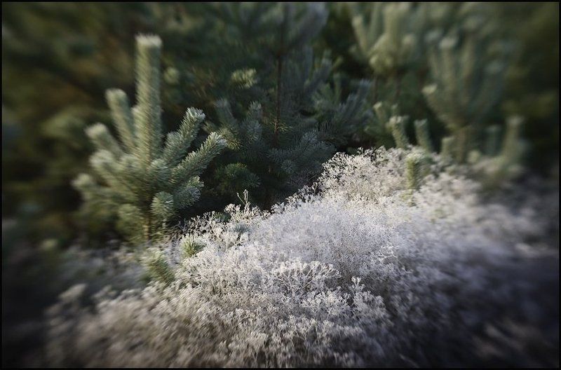 иней, перекати-поле, lensbaby Первые заморозки фото превью