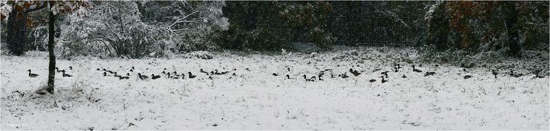 сегодня, утки, снег, октябрь, миграция, пешком, по, сугробам Пешая миграция или утки идут на юг фото превью