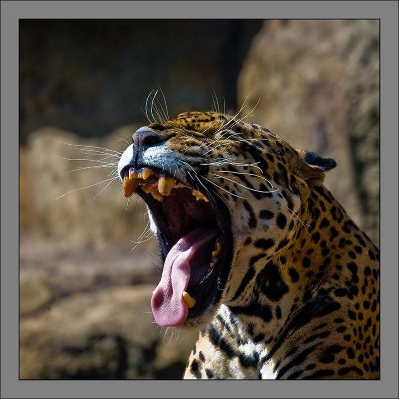 Голос - это... - 2 фото превью