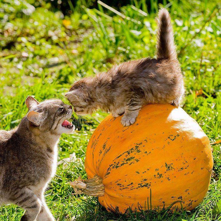 кошка, котёнок, тыква, Андрей Алексеев