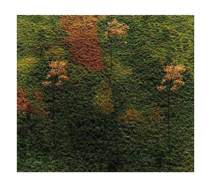 , Лариса Запатрина