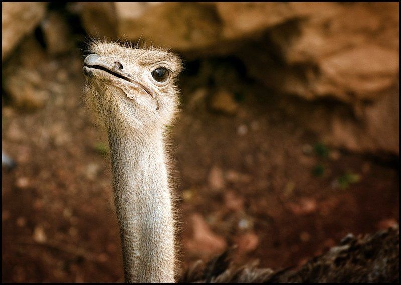 страус Че дают?) фото превью