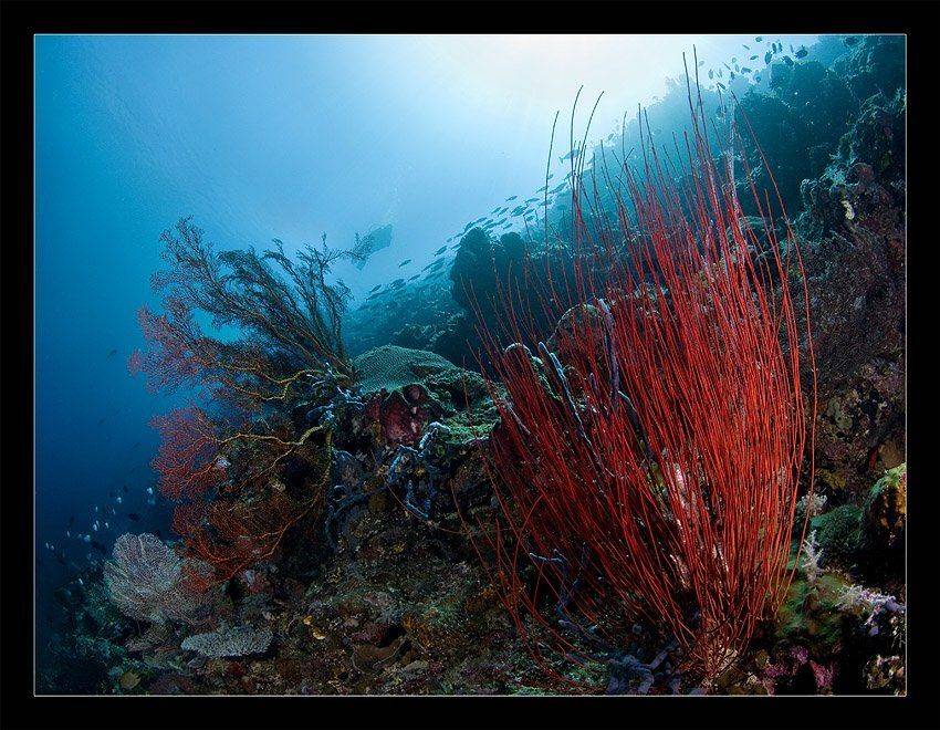 индонезия, сулавеси, бунакен, Нарчук Андрей