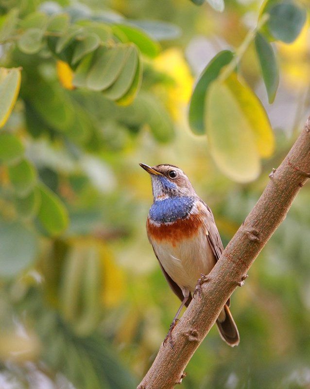 варакушка Мозаика фото превью