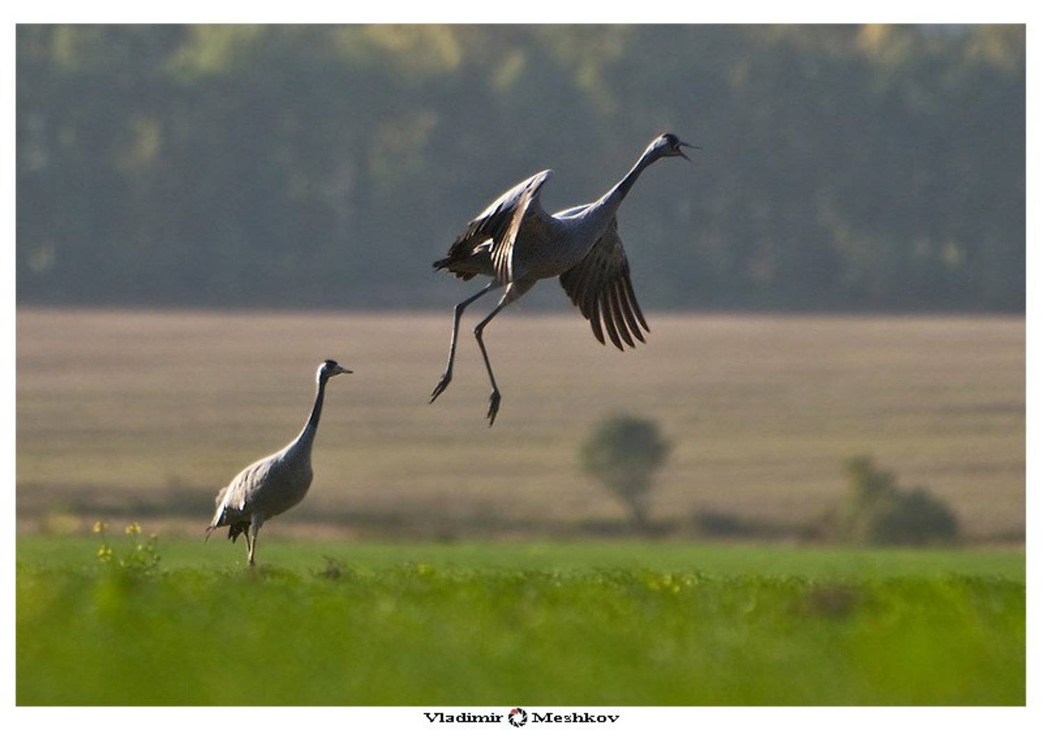 , Владимир Л. Мешков