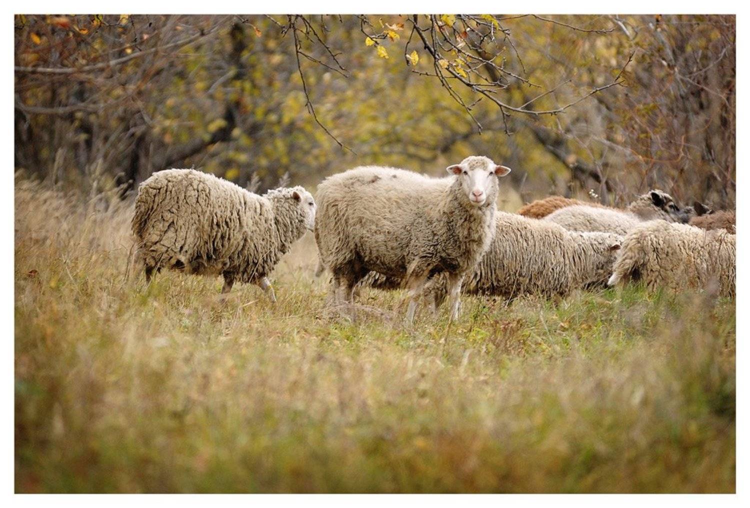 , Сергей Дужников