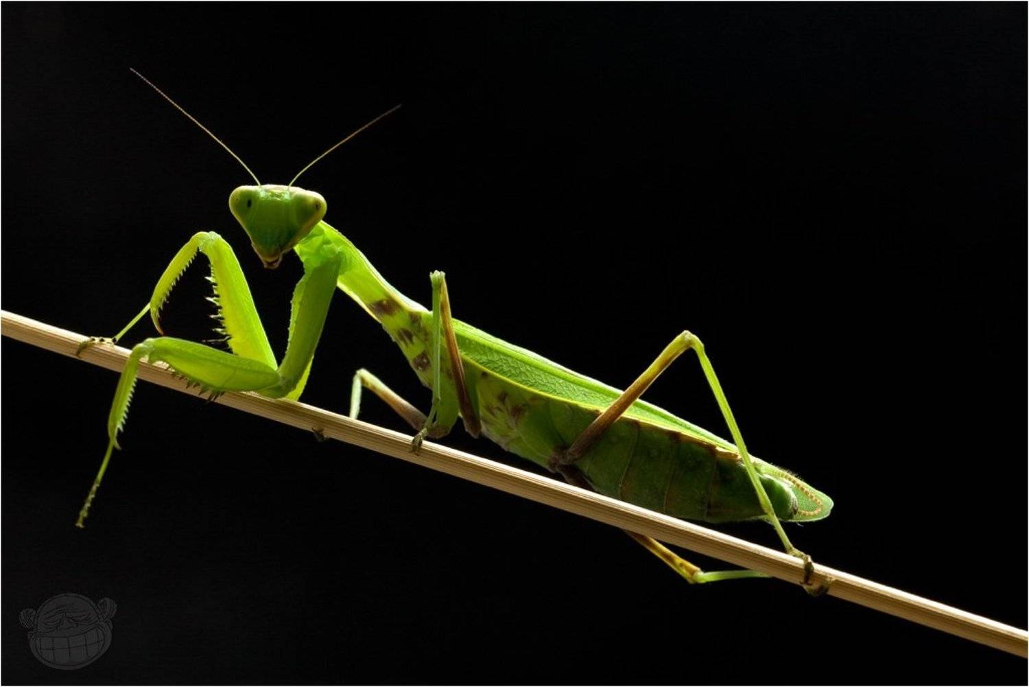 богомол, макро, имаго, самка, Amazon-san