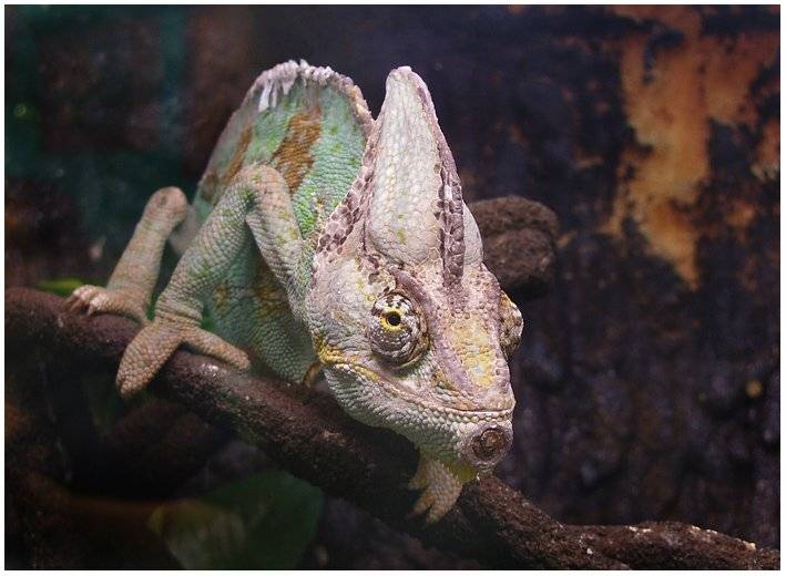 , Юлия Чекмарева