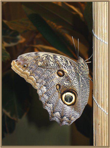 , Юлия Чекмарева