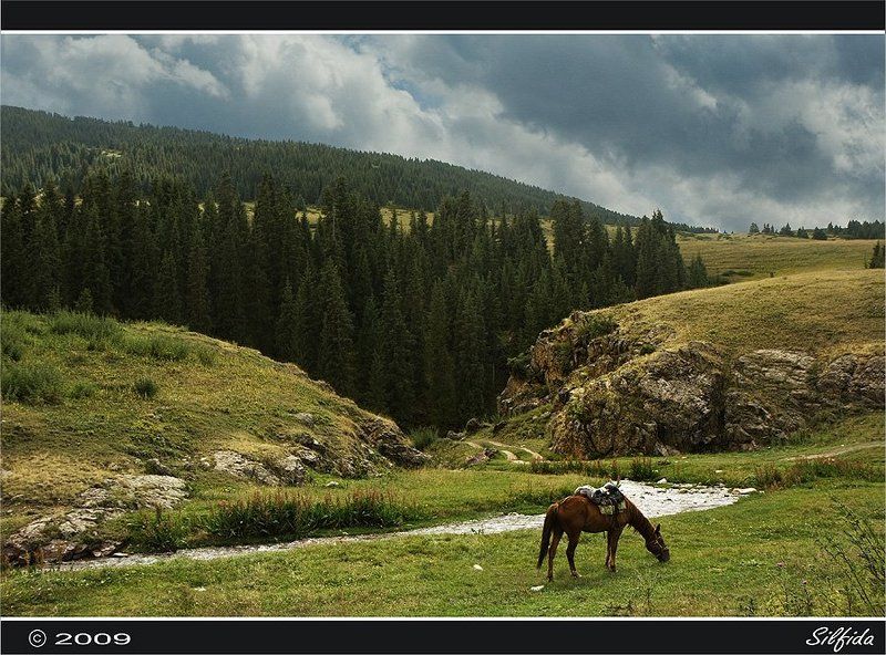 природа, лошадь, горы Джайляу. фото превью