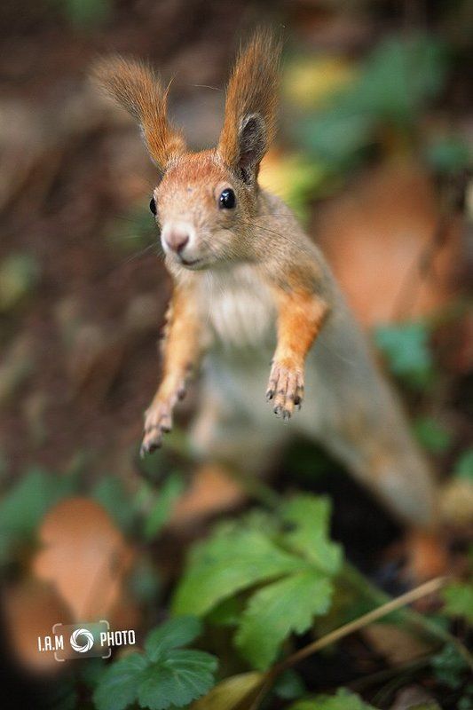 белка Белочка :) фото превью