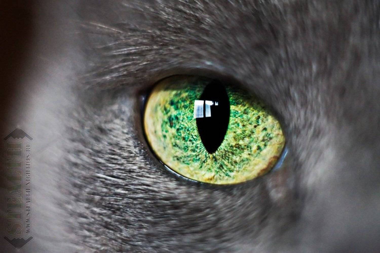 животные, кошка, портрет, [Stealth]