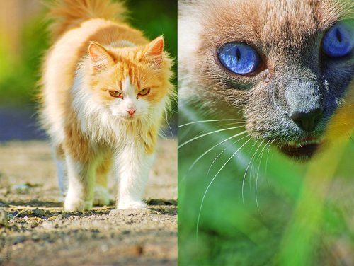 Нарушение территории