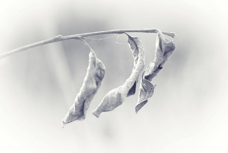 чб, листья, природа Минимализм фото превью