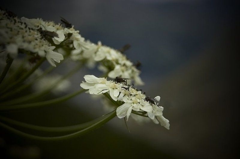 ... фото превью