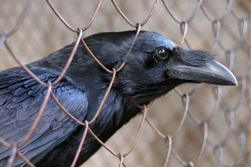 Ворон фото превью