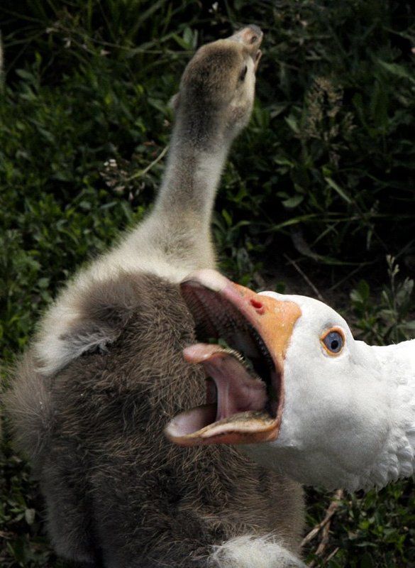 Отойди от ребенка!!! фото превью