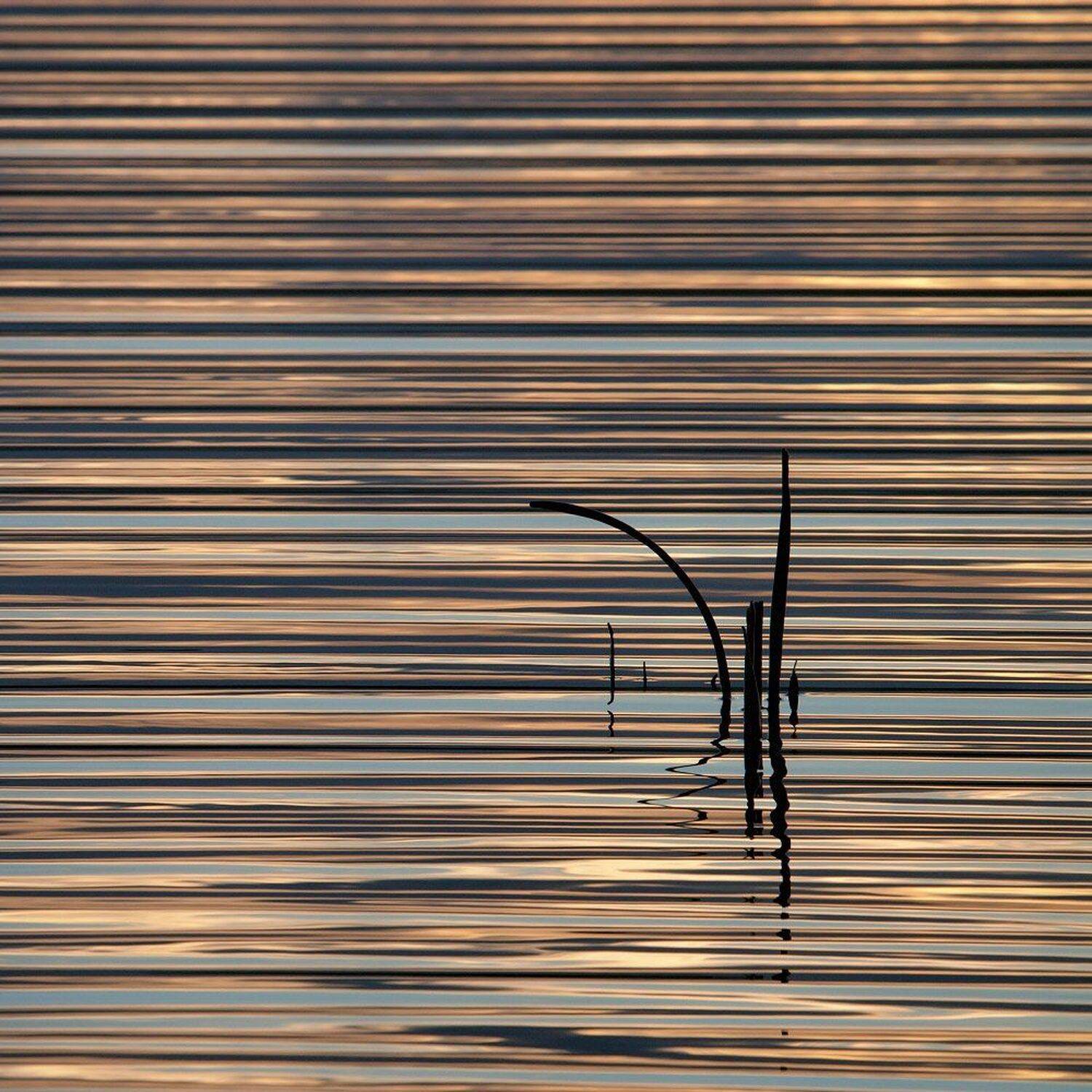 , Максим Евдокимов