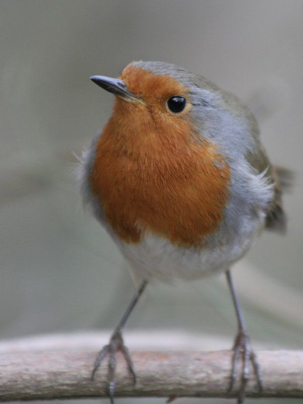 Зарянка фото превью