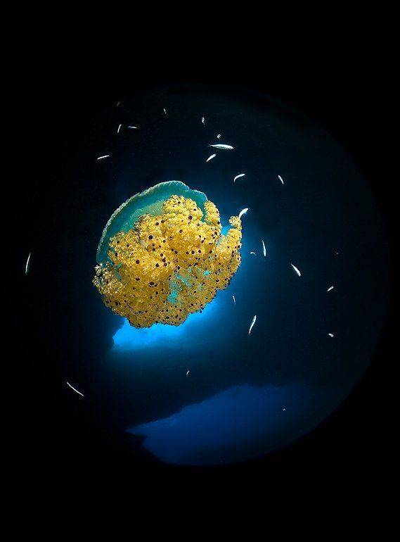 мальта, циркуляр, медуза, Сергей Шанин