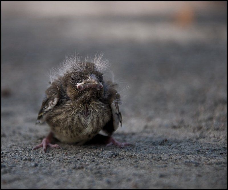 Я белый и пушистый, просто времена тяжелые... фото превью