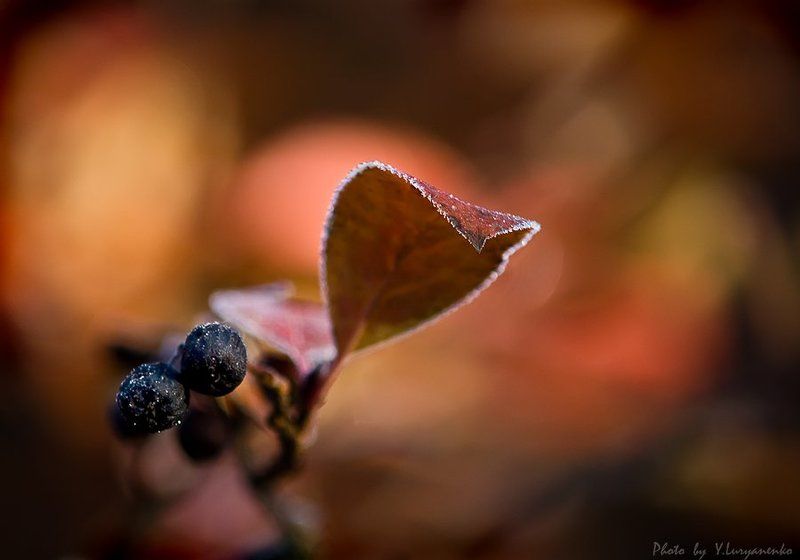 осень, контур, рябина, лукьяненко Белым контуром Зима лист рябины обвела... фото превью