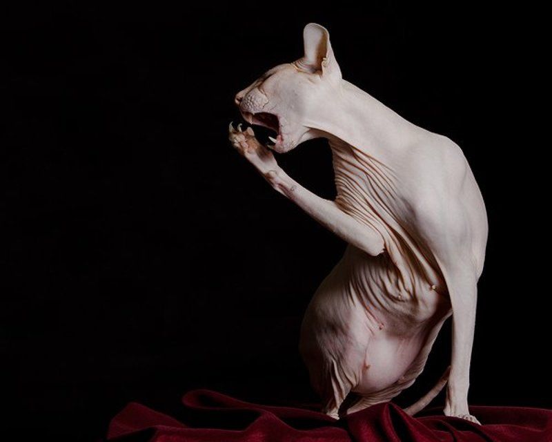 египетский, сфинкс, кошки \