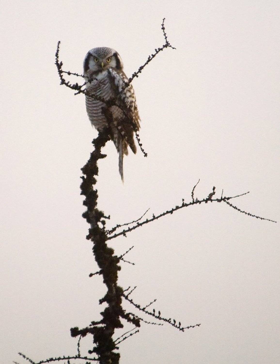 север,животные, сова, Danil Husainov