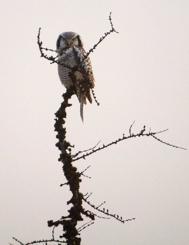 север,животные, сова Охотница фото превью