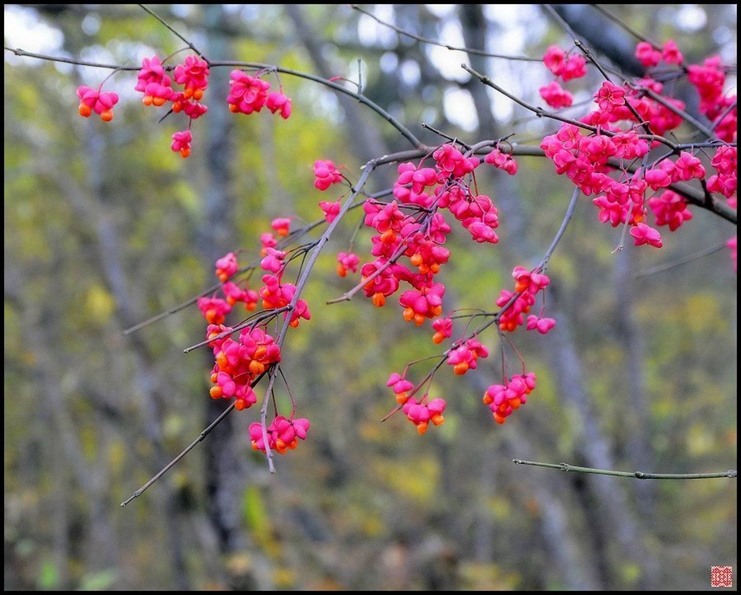 сигулда, бересклет, Cairns (Павел Васильев)