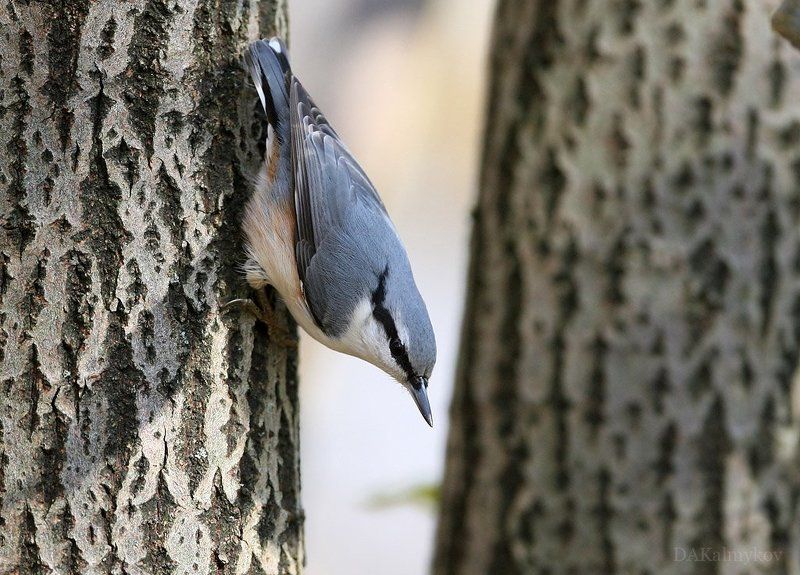 поползень Выползень фото превью