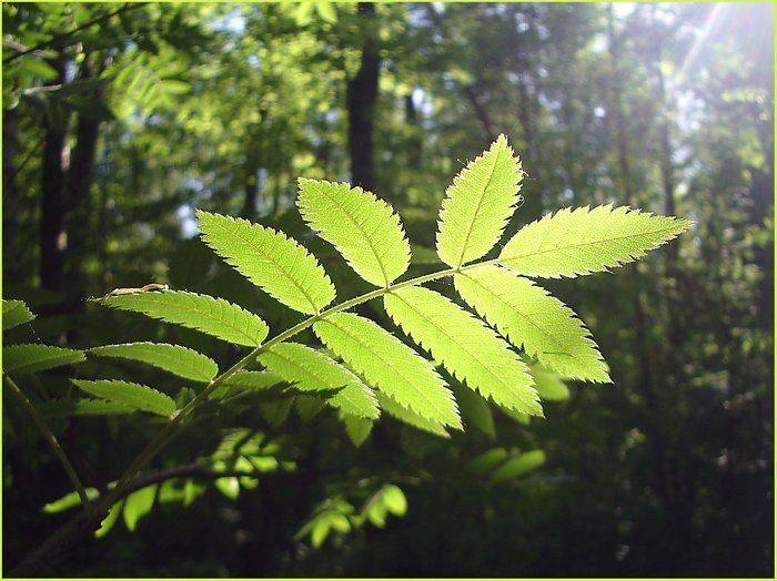 , Юлия Чекмарева