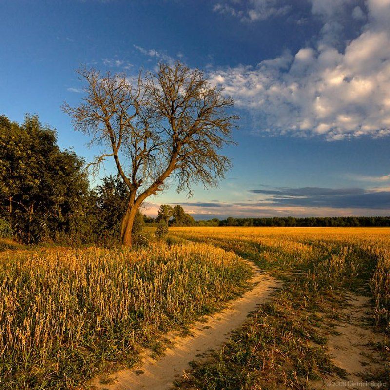 поле,пейзаж,вечер,лето,дерево На краю поля фото превью