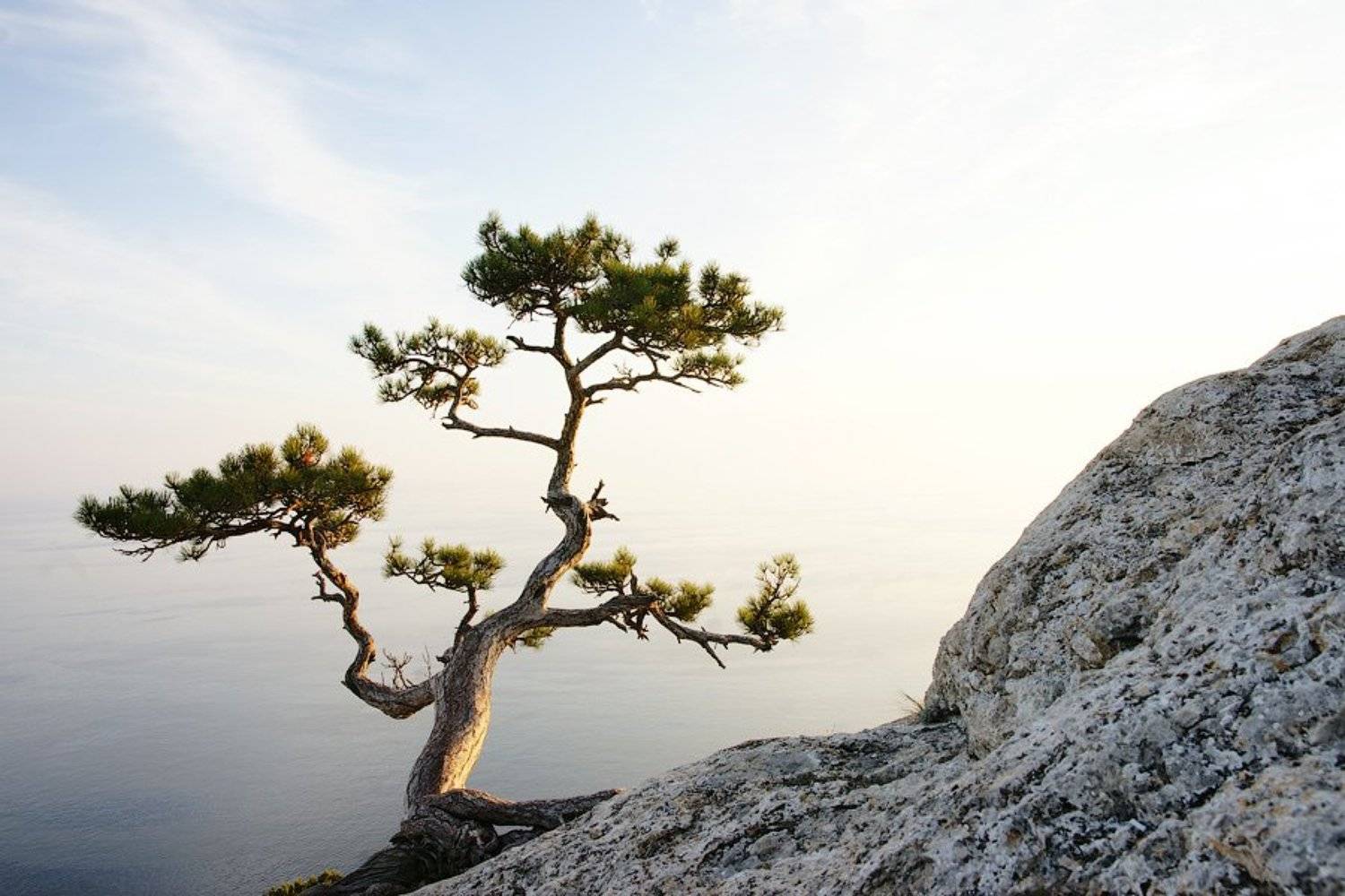 иероглиф, дерево, senjor