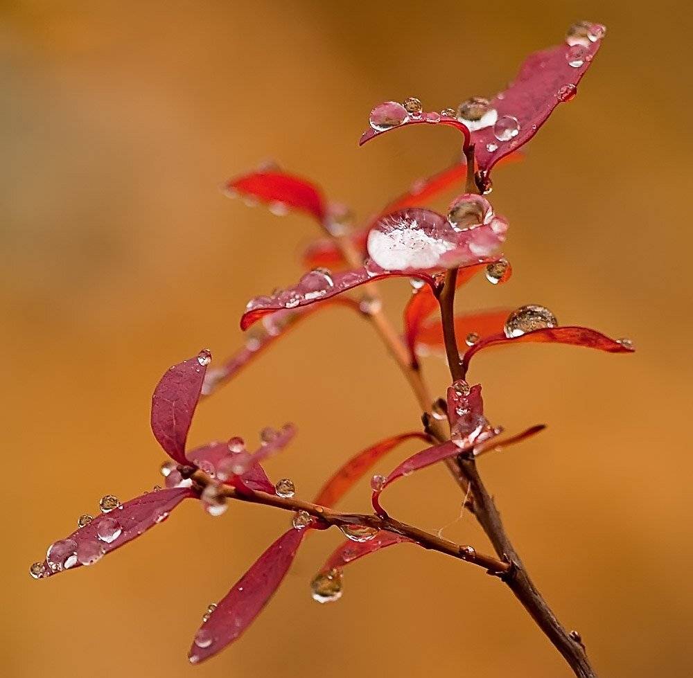 осень, макро, природа,, Danil Husainov
